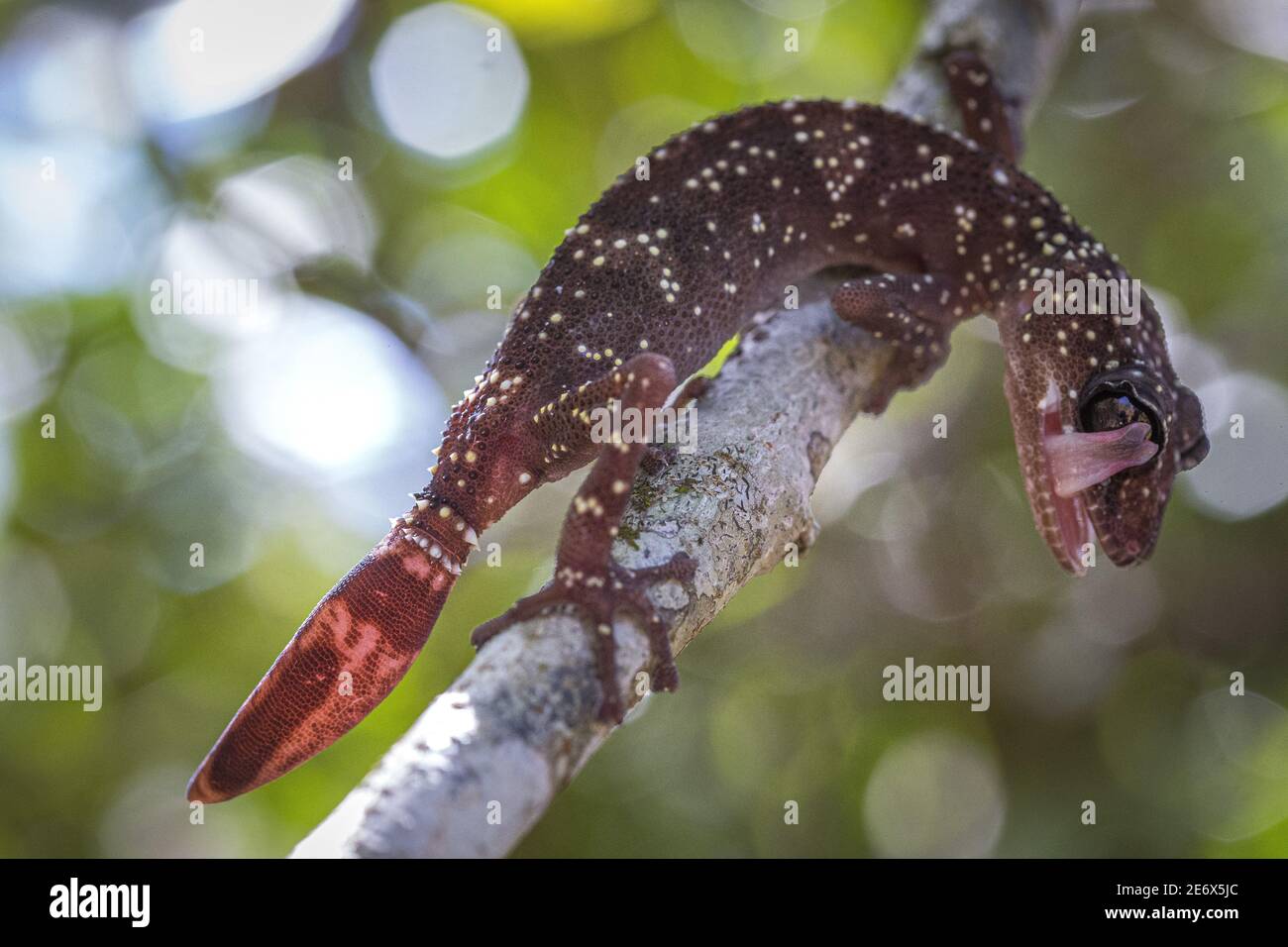 Madagascar Eastern Gecko Paroedura Masobe Only Found Inside Zahamena National Park Stock Photo Alamy