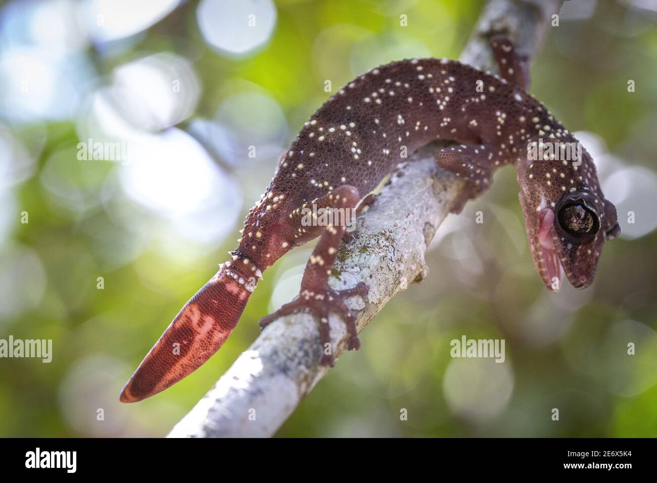Madagascar Eastern Gecko Paroedura Masobe Only Found Inside Zahamena National Park Stock Photo Alamy
