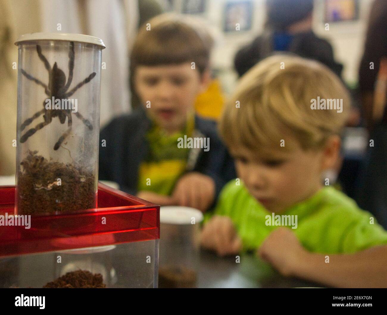 Children examine jars of tarantulas in Concord, California, April 25, 2009. Arachnophiles put on display, traded, and sold to the public their tarantulas on Saturday at the San Francisco Tarantula Society Spring Sling Fling.   REUTERS/Kimberly White (UNITED STATES SOCIETY ANIMALS) Stock Photo