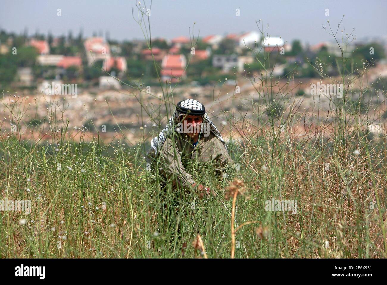 Palestinian Yousef Fawatme, 48, cuts weeds in a field in the West Bank village of Aboud, as the Jewish settlement of Beit Arye is seen in the background May 18, 2009. Israel's land barrier is slowly destroying the fabric of this Palestinian village of Christians and Muslims in the West Bank, residents say, setting a prime example of why the United States wants settlements to stop. To match feature ISRAEL-PALESTINIANS/FENCE   REUTERS/Ammar Awad (WEST BANK POLITICS CONFLICT) Stock Photo