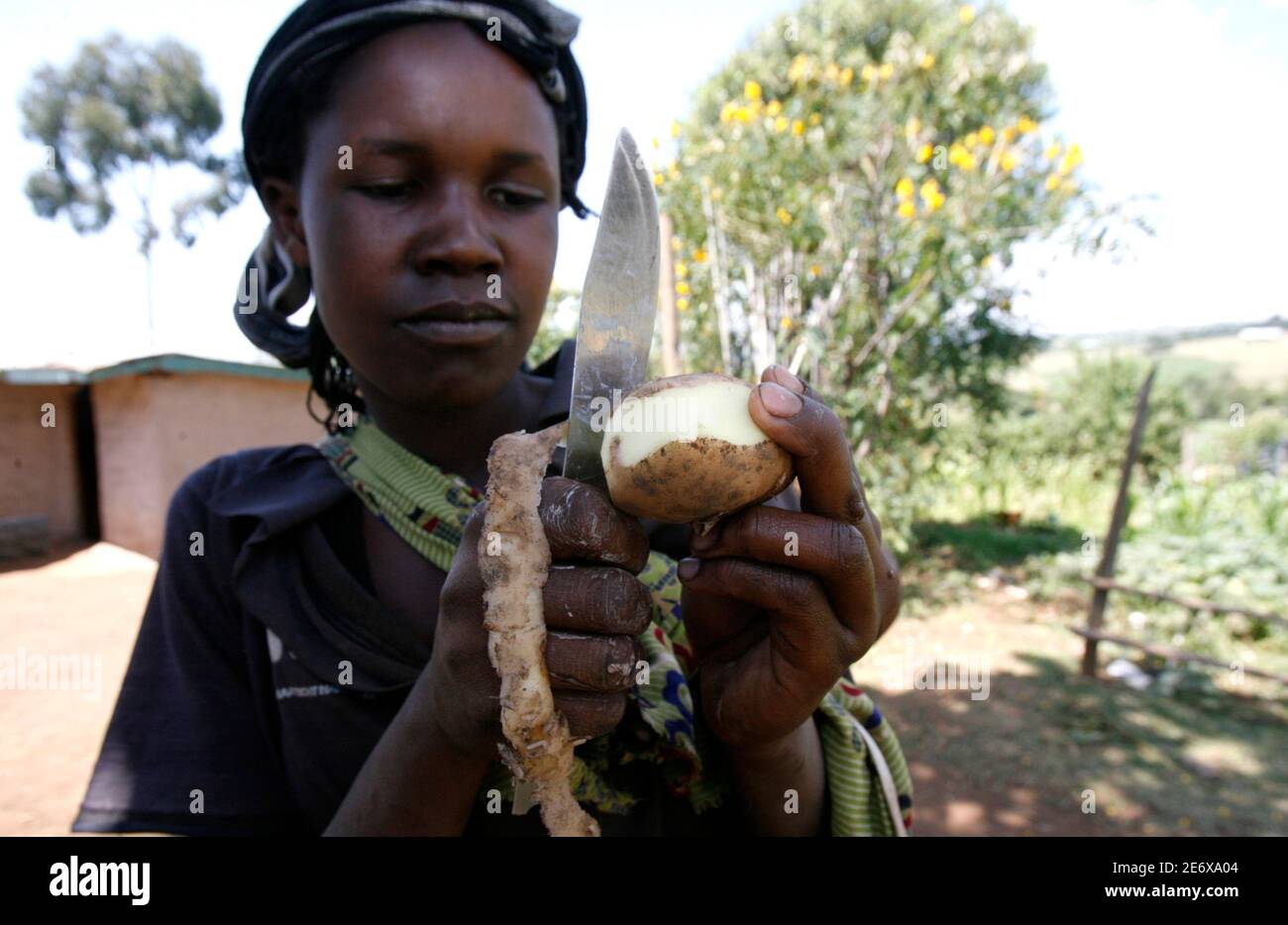 An Ogiek tribes woman peels a potato at the Teret settlement scheme of Mau  Forest Complex in the Rift Valley, about 200 km (124 miles) to the  south-west of Kenya's capital Nairobi,
