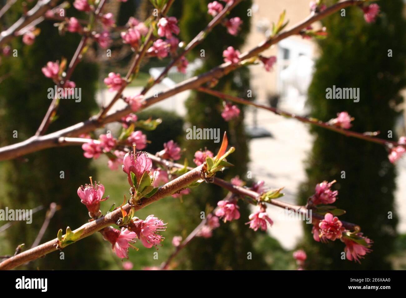 A Branch of Pink Cherry Blossoms Stock Photo - Alamy
