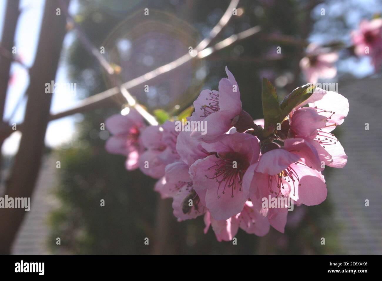 A Branch of Pink Cherry Blossoms Stock Photo - Alamy
