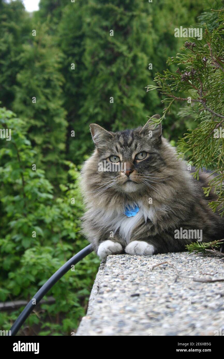 Persian cat outside hires stock photography and images Alamy