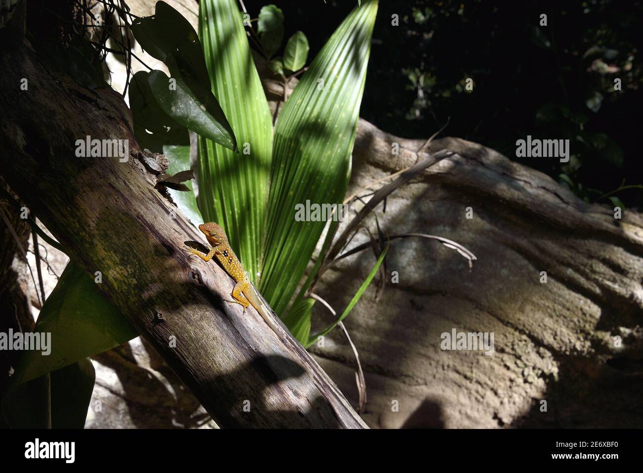 Caribbean, Dominica Island, Portsmouth, the banks of the Indian River, Dominica endemic anole tree lizard or Zanndoli (Anolis oculatus) on a tropical undergrowth trunk Stock Photo
