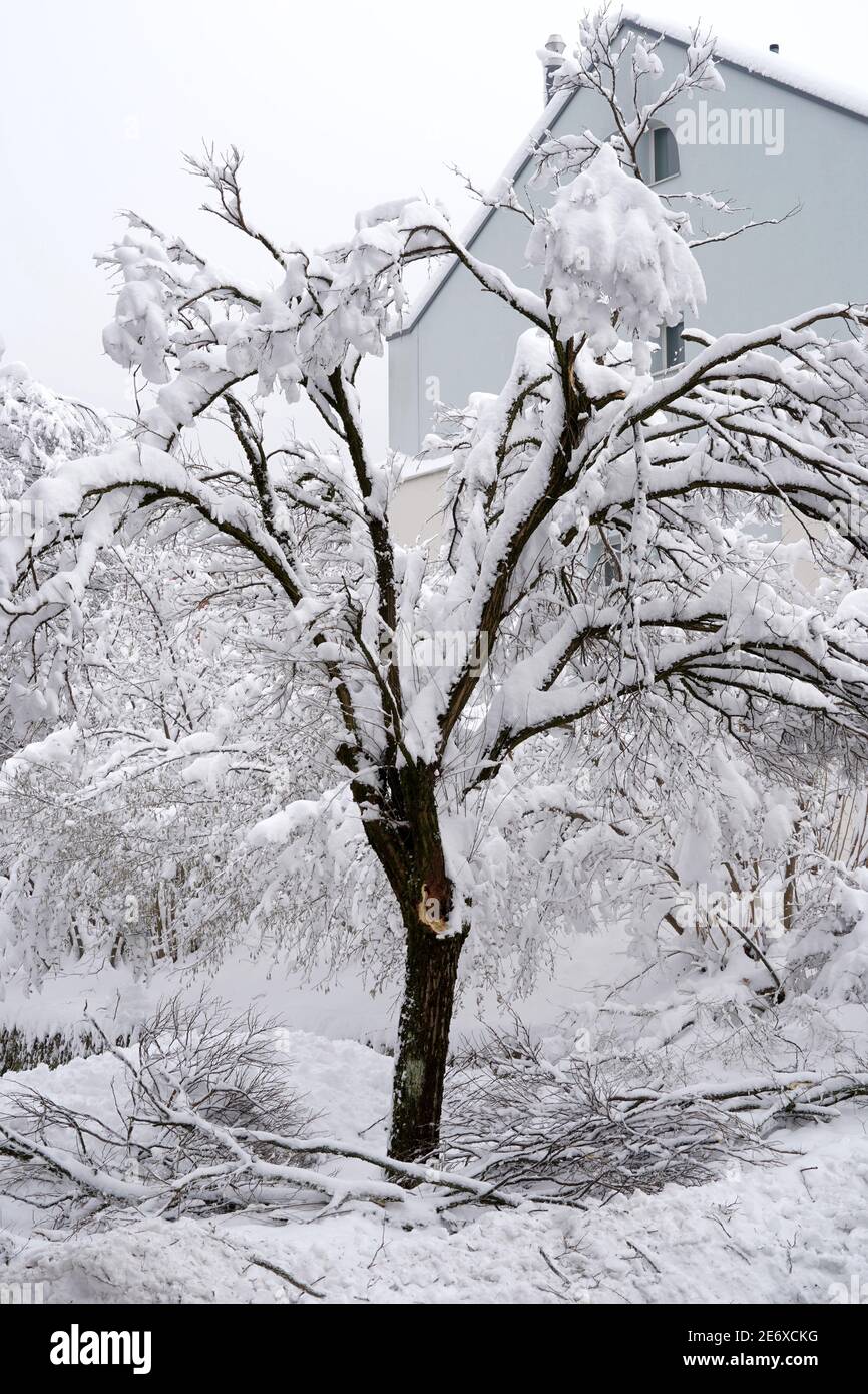 Deciduous Tree In Winter