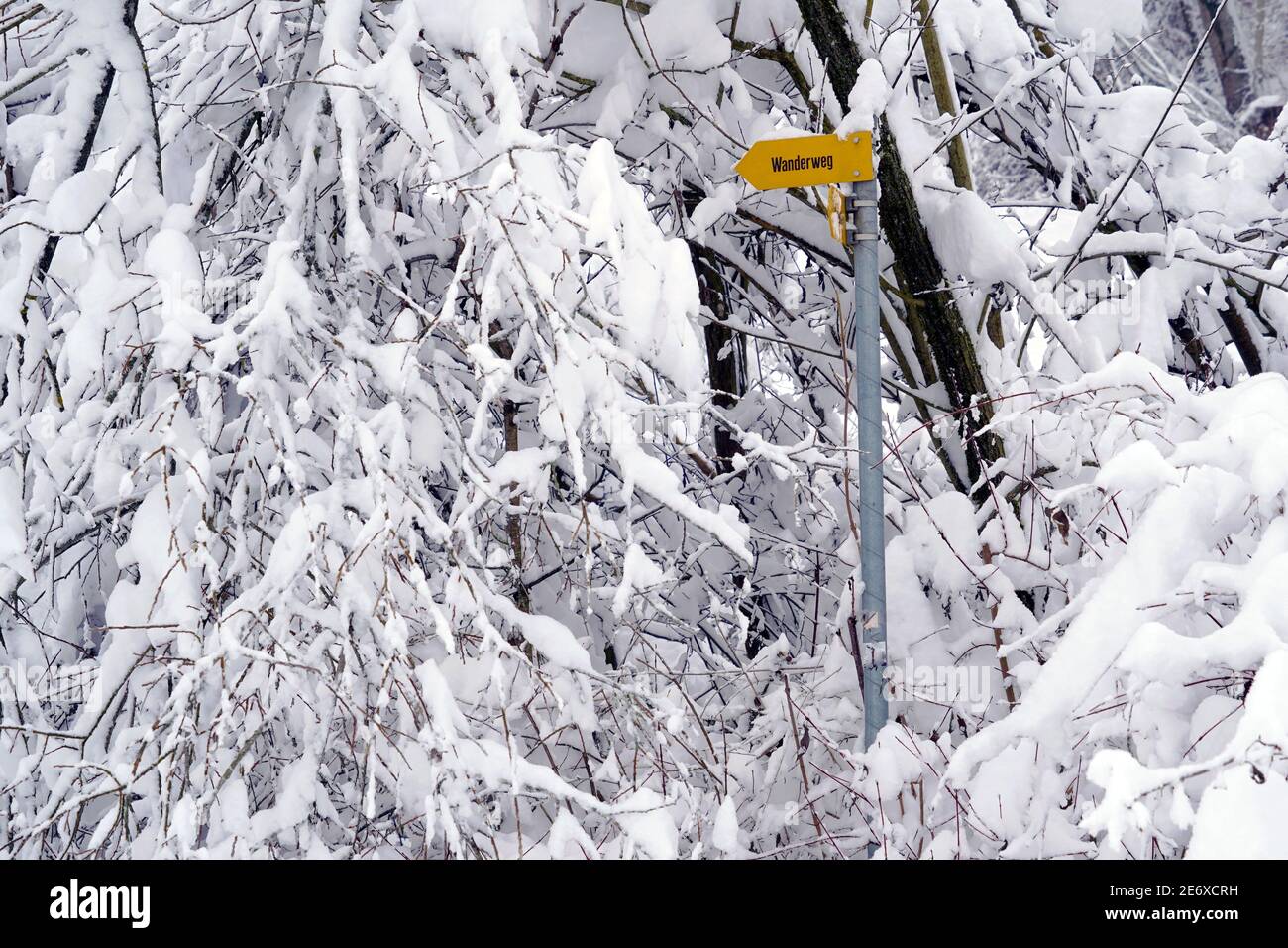 Winter landscape in detail, tree branches thickly covered with snow and yellow signposts with inscription hiking trail German language, village Urdorf Stock Photo
