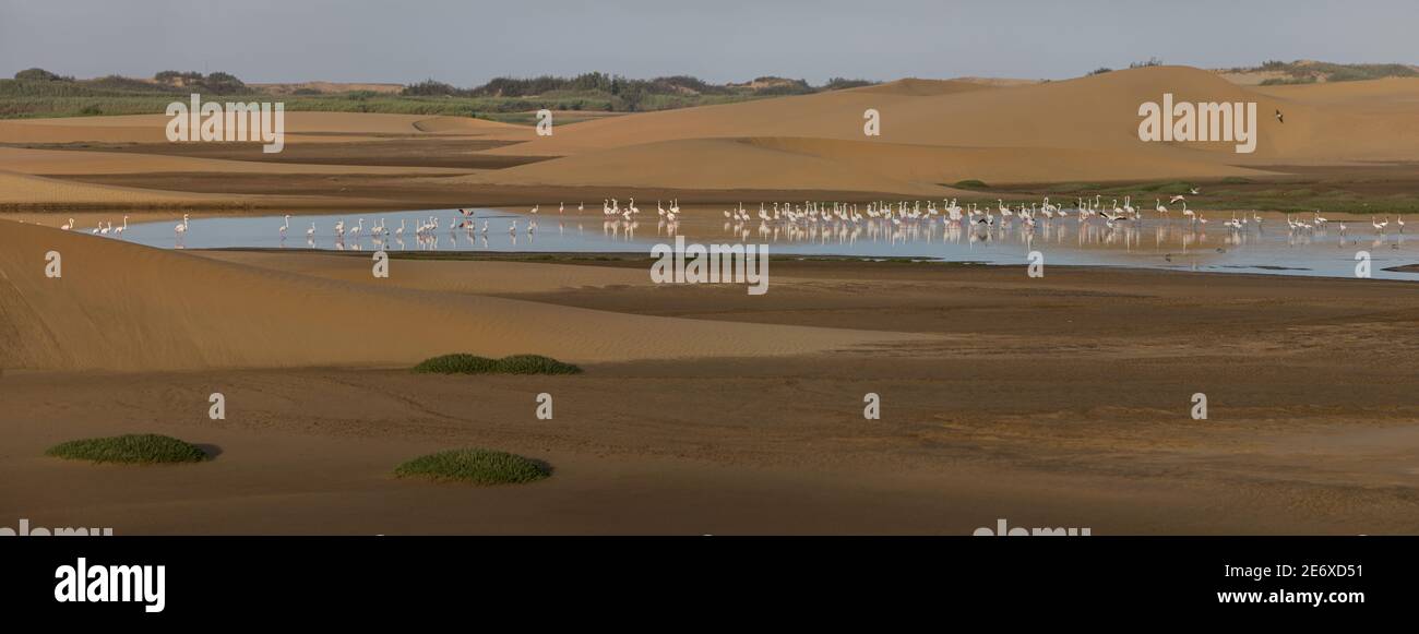 Namibia, Walvis bay, Greater flamingo (Phoenicopterus roseus) Stock Photo