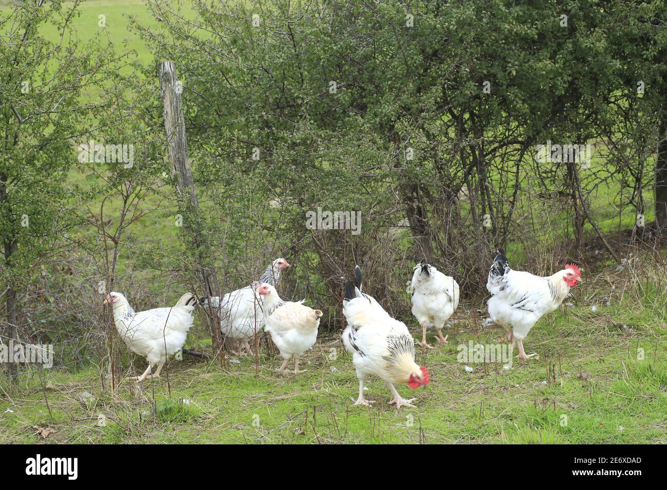 France, Allier, Saint Bonnet de Four, Viret, Jean Michel Meloux and his  wife, chicken breeder from Bourbonnais (old rustic and farmer breed Stock  Photo - Alamy