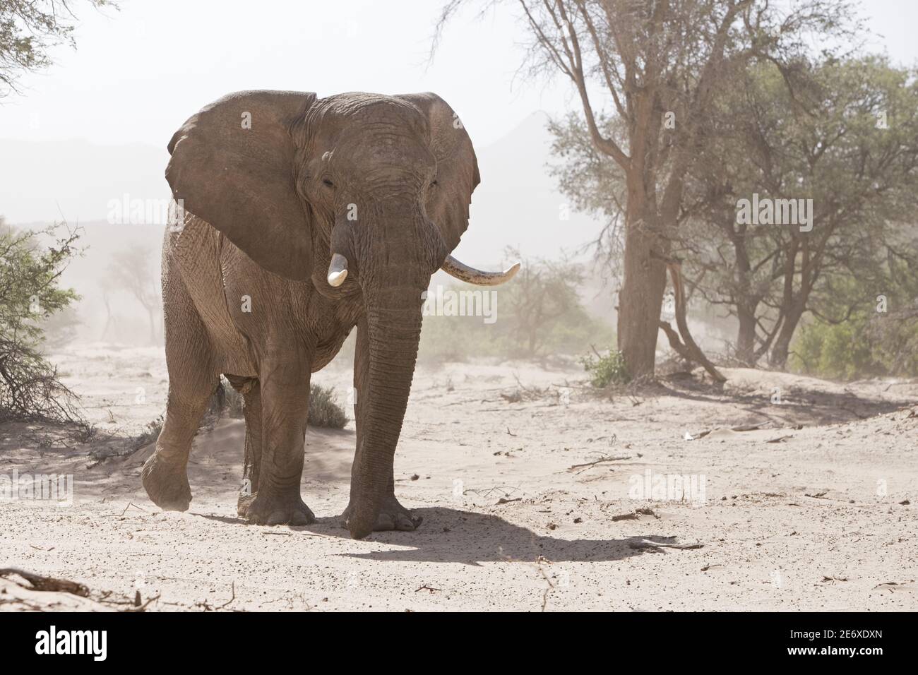 Namibia, Namib Desert, Huab river, desert elephants (Loxodonta africana) Stock Photo