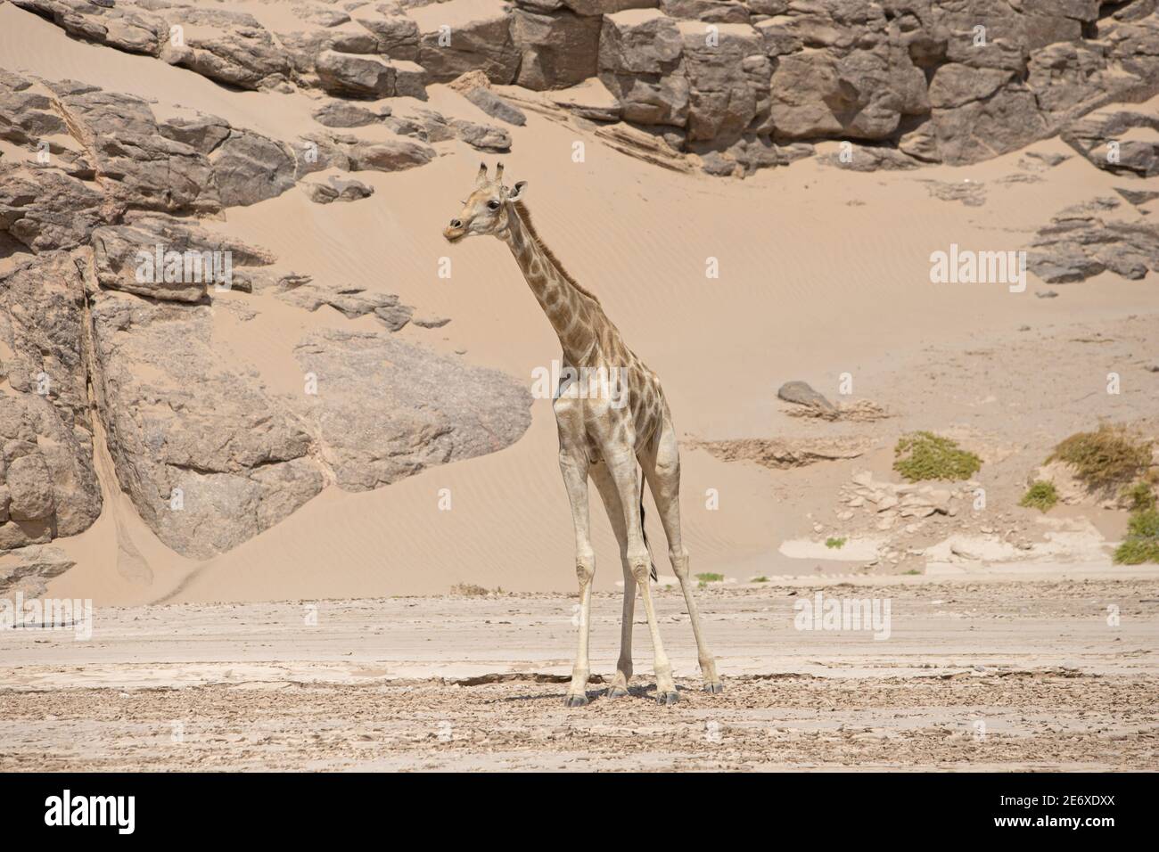 Namibia, Namib Desert, Hoamid river, southern giraffe (Giraffa camelopardalis) Stock Photo