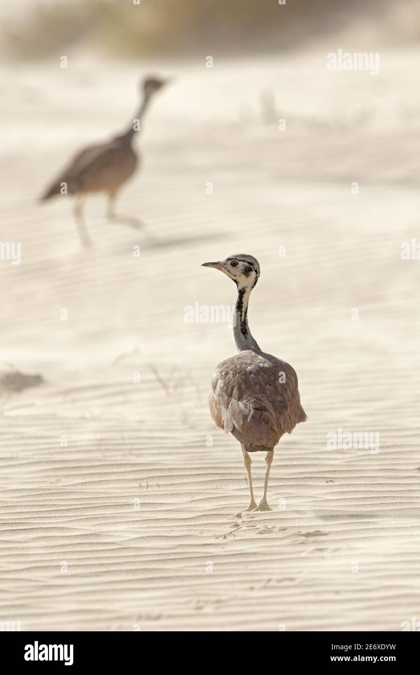 Namibia, Namib Desert, Hoamid river, Northern Black Korhaan, (Afrotis afraoides) Stock Photo