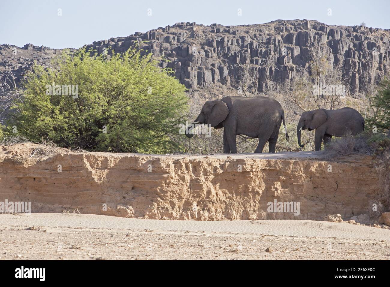 Namibia, Namib Desert, Huab river, desert elephants (Loxodonta africana) Stock Photo