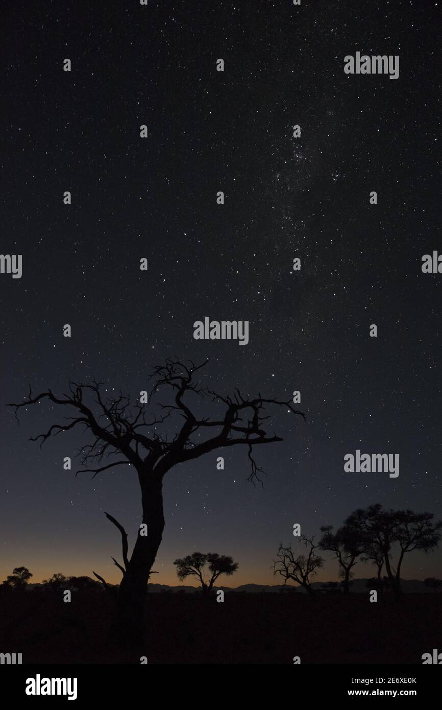 Namibia, Namib Desert, NamibRand Reserve, Dead Tree, starry night Stock Photo