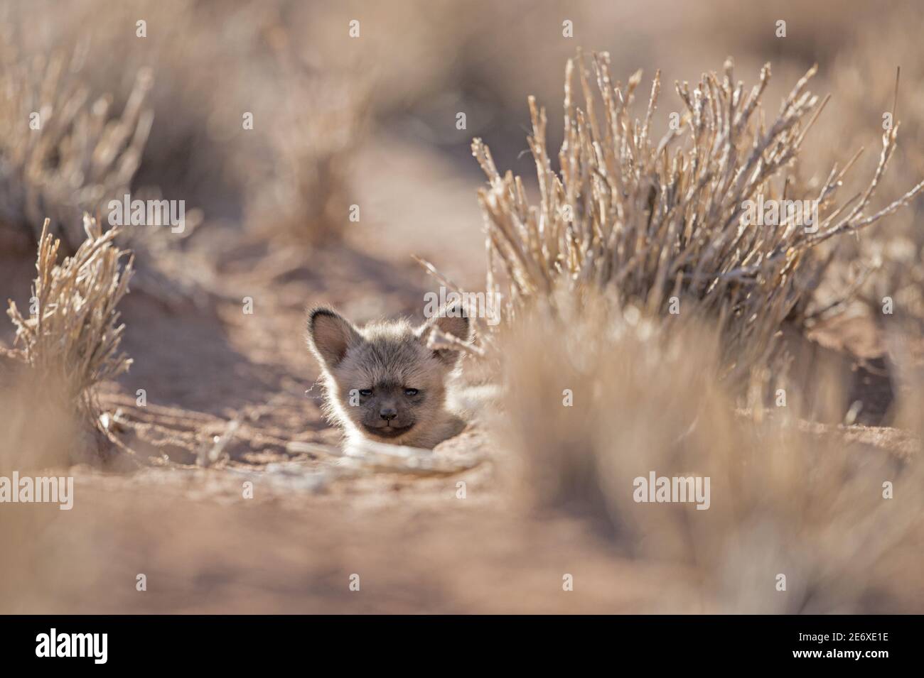 Namibia, Namib Desert, NamibRand Reserve, Otocyon (Otocyon megalotis) Stock Photo