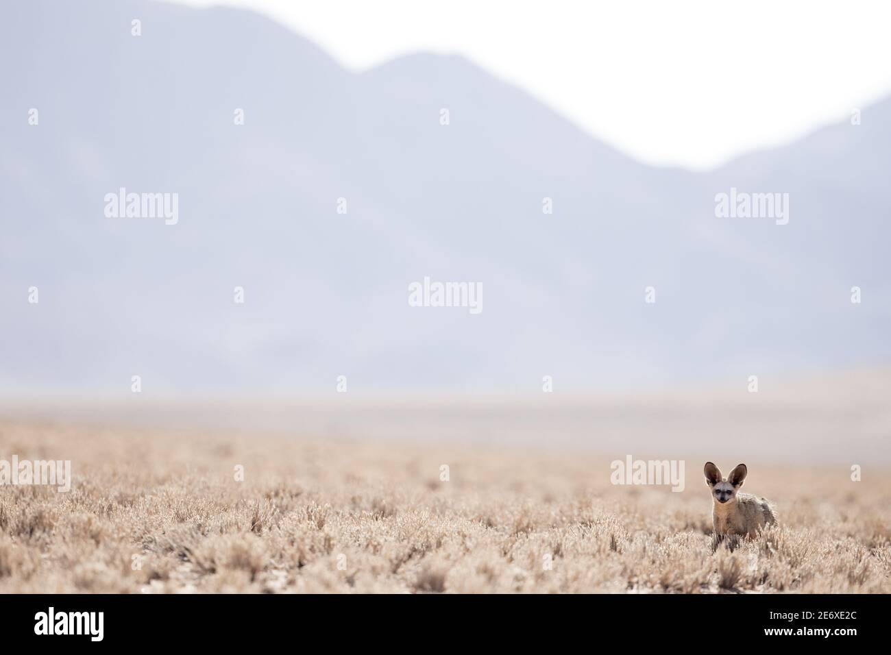 Namibia, Namib Desert, NamibRand Reserve, Otocyon (Otocyon megalotis) Stock Photo