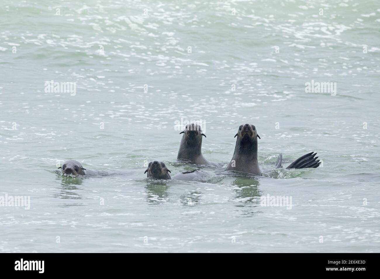 Namibia, Walvis bay, fur seals (Arctocephalus pusillus) Stock Photo