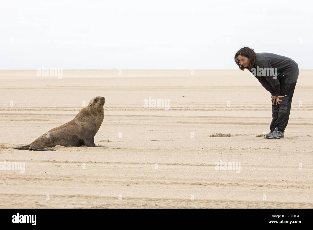 Namibia, Walvis bay, fur seals (Arctocephalus pusillus) Stock Photo