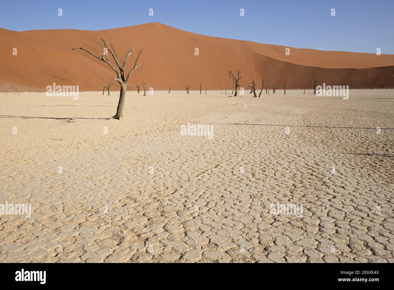 Namibia, Namib desert, Sesriem, Dead Vlei Stock Photo