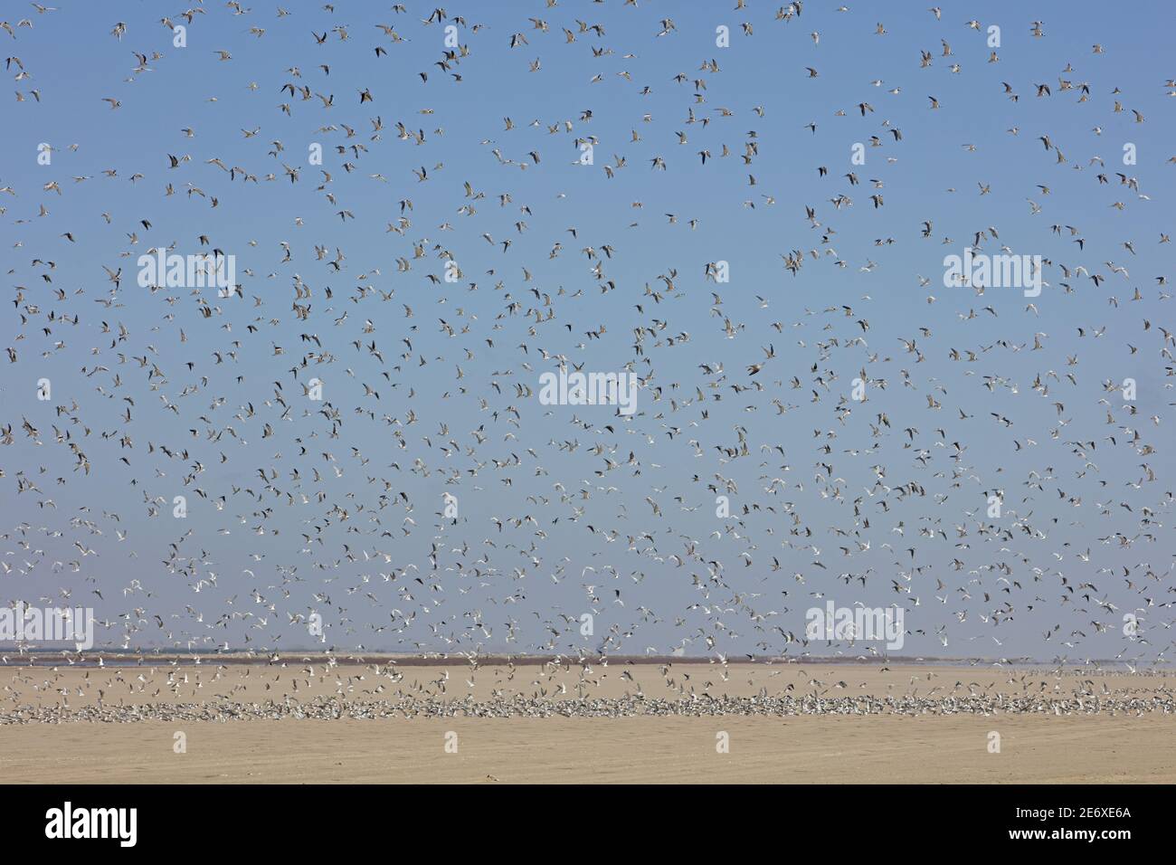 Namibia, Walvis bay, Damara Tern, (Sternula balaenarum) Stock Photo