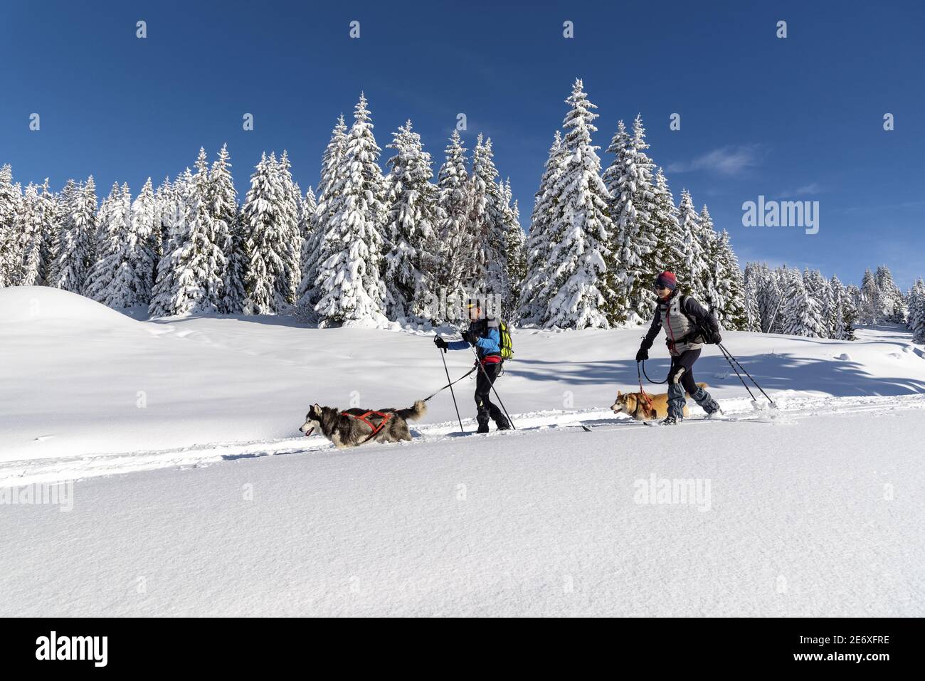 France, Savoie, Beaufortain massif, resort of the Col des Saisies, couple practising Nordic skiing pulled by dogs Stock Photo