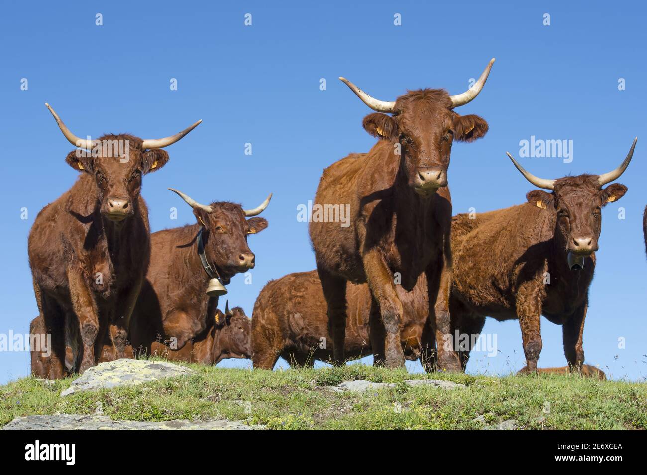 France, Savoie, massif of the Vanoise, the 3 valleys, Saint Martin de  Belleville, the Menuires, herd of meat cows in the high pastures of the  Masse Stock Photo - Alamy
