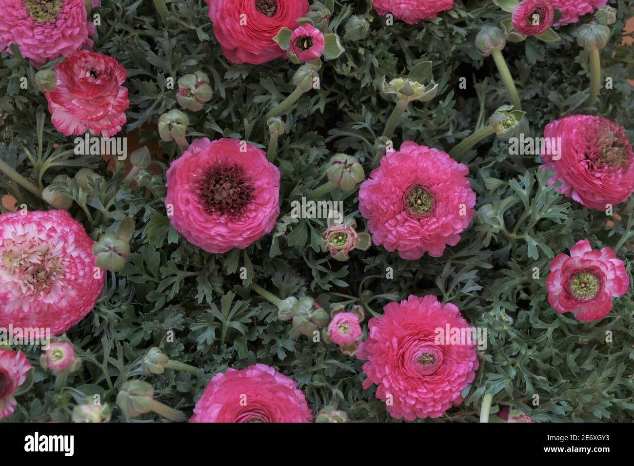 Pink ranunculus close-up background. Pink buttercups flower.Spring flowers background. Floral card in pastel colors.Beautiful delicate spring flowers. Stock Photo