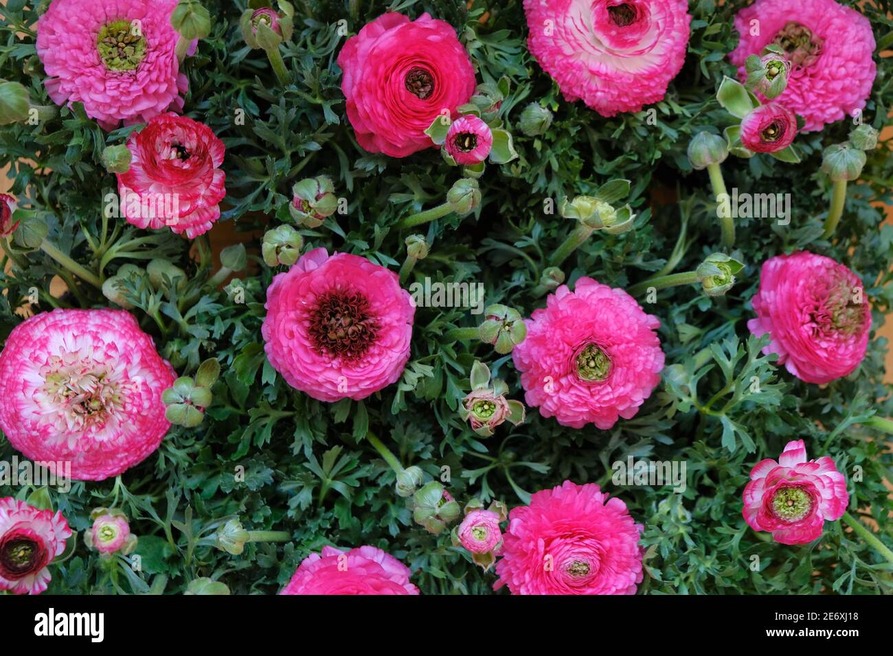 Pink ranunculus close-up background. Pink buttercups flower.Spring Pink flowers background. Floral card in pastel colors.Beautiful delicate spring Stock Photo