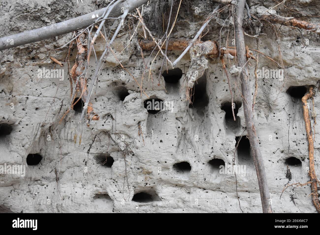 Bird nest in sand wall Stock Photo Alamy