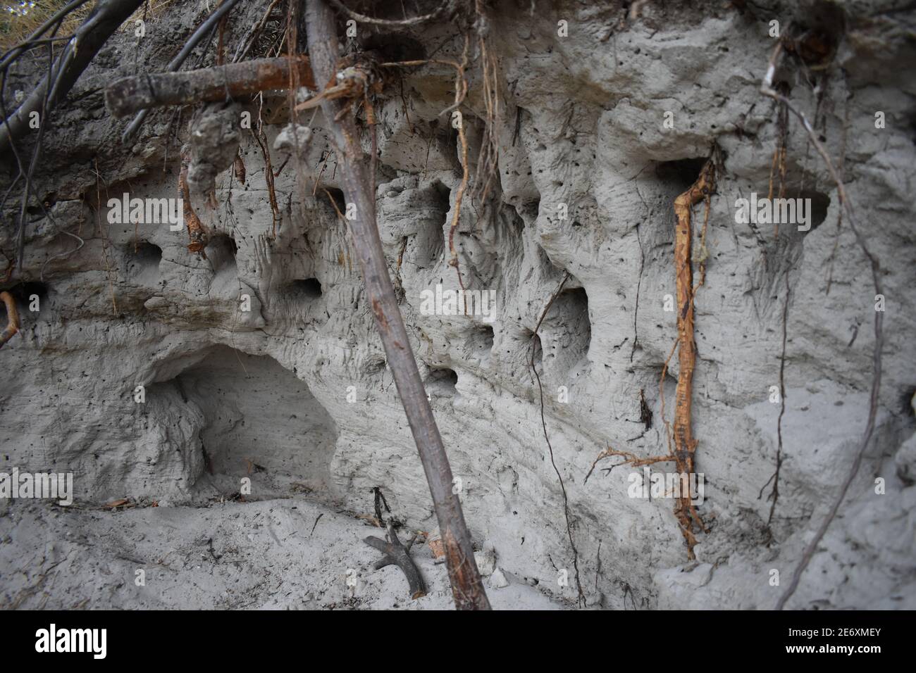 Bird nest in sand wall Stock Photo Alamy