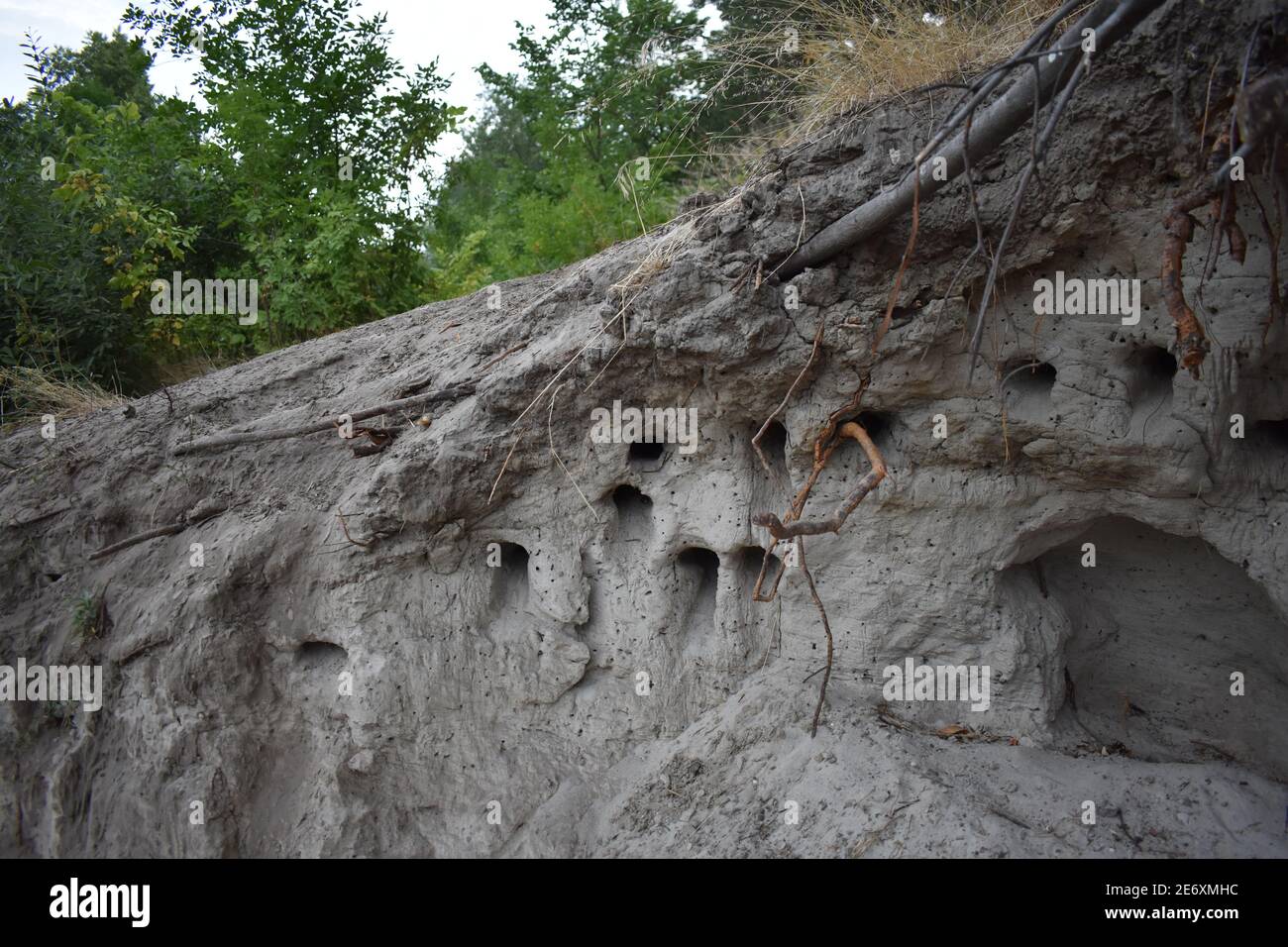 Bird nest in sand wall Stock Photo Alamy