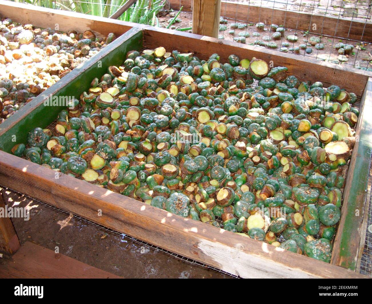 Peyote buttons hi-res stock photography and images - Alamy