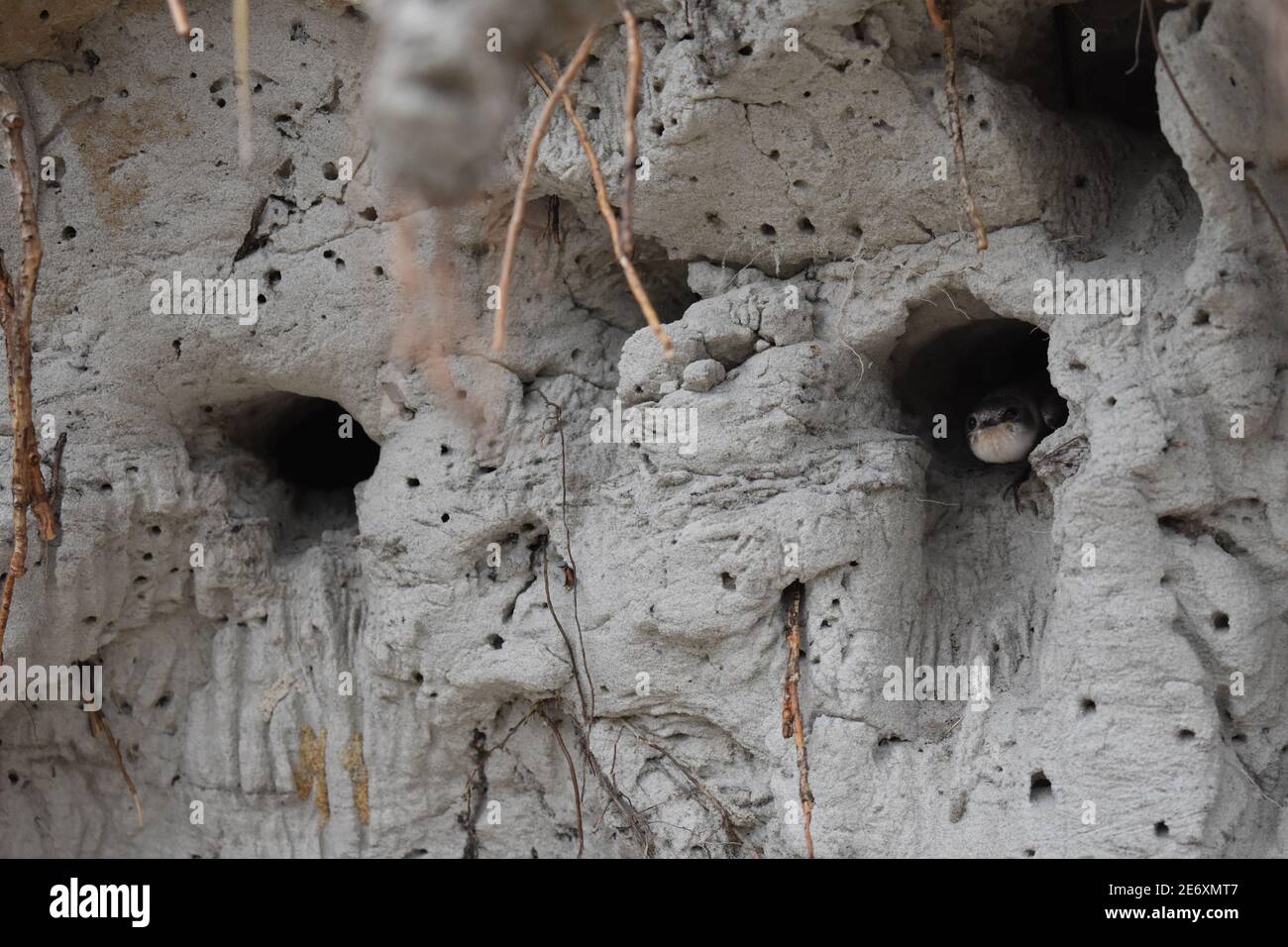 Bird nest in sand wall Stock Photo Alamy