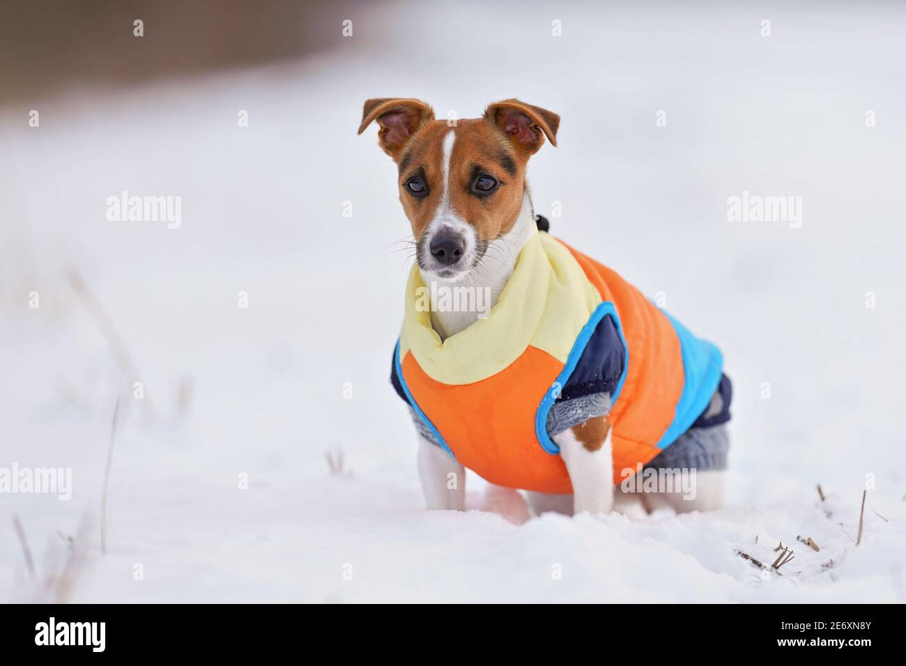 Small Jack Russell terrier in bright orange winter jacket and pullover sitting waiting on snow covered field Stock Photo