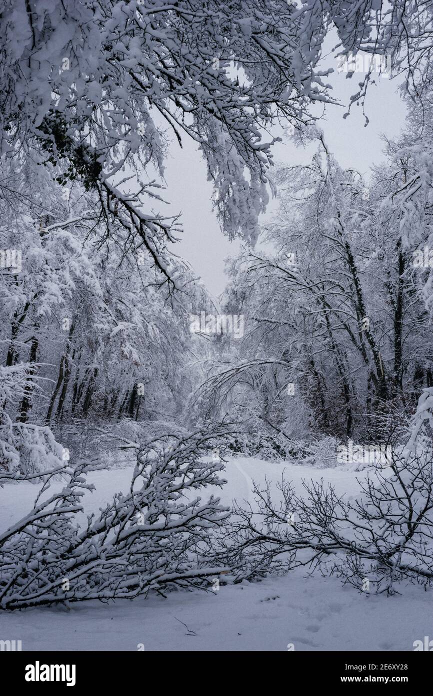 Branches in the forest that bend and break under the weight of the snow ...
