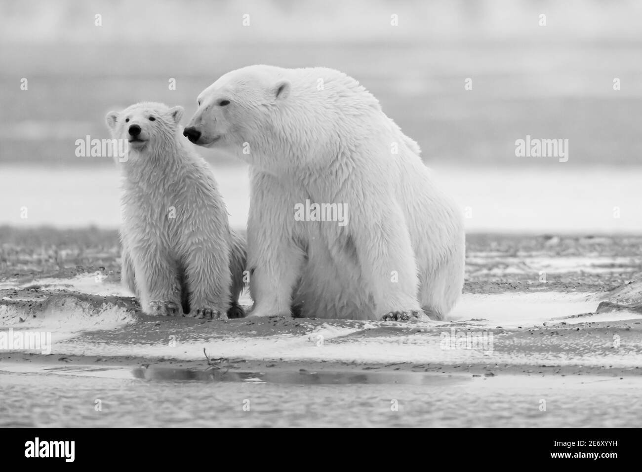 Polar bear (Ursus maritimus) mother & cub in the Arctic Circle of 