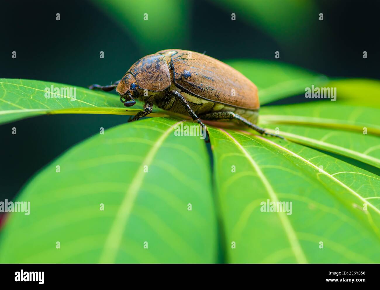 Orange-brown color Old Beetle on a vibrant green leaf, macro close up wildlife photo. Stock Photo