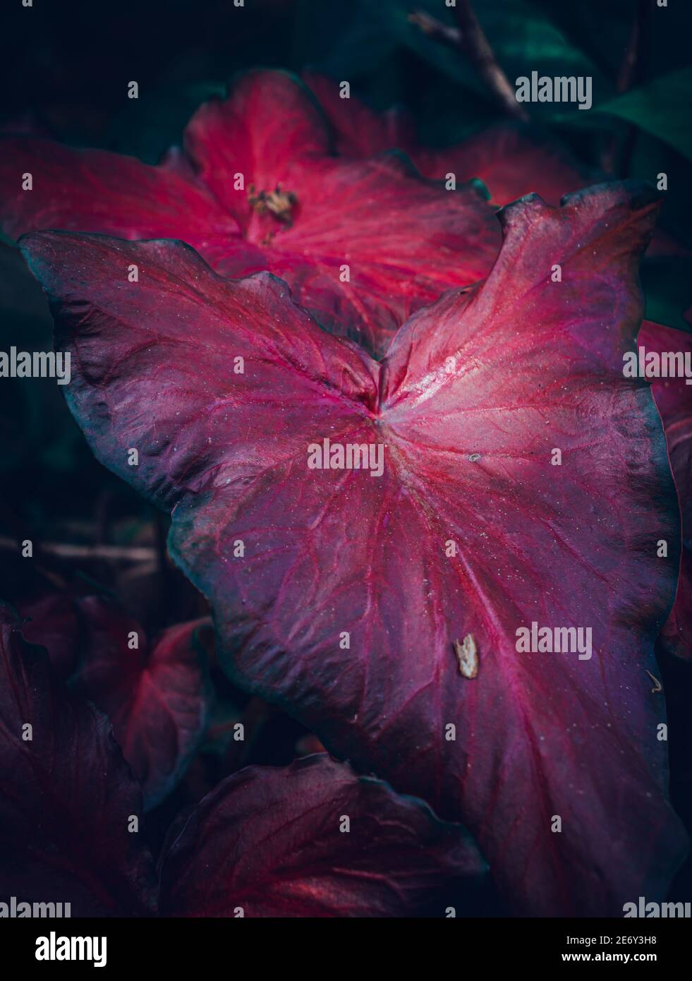 Large red Caladium leaves photograph Stock Photo