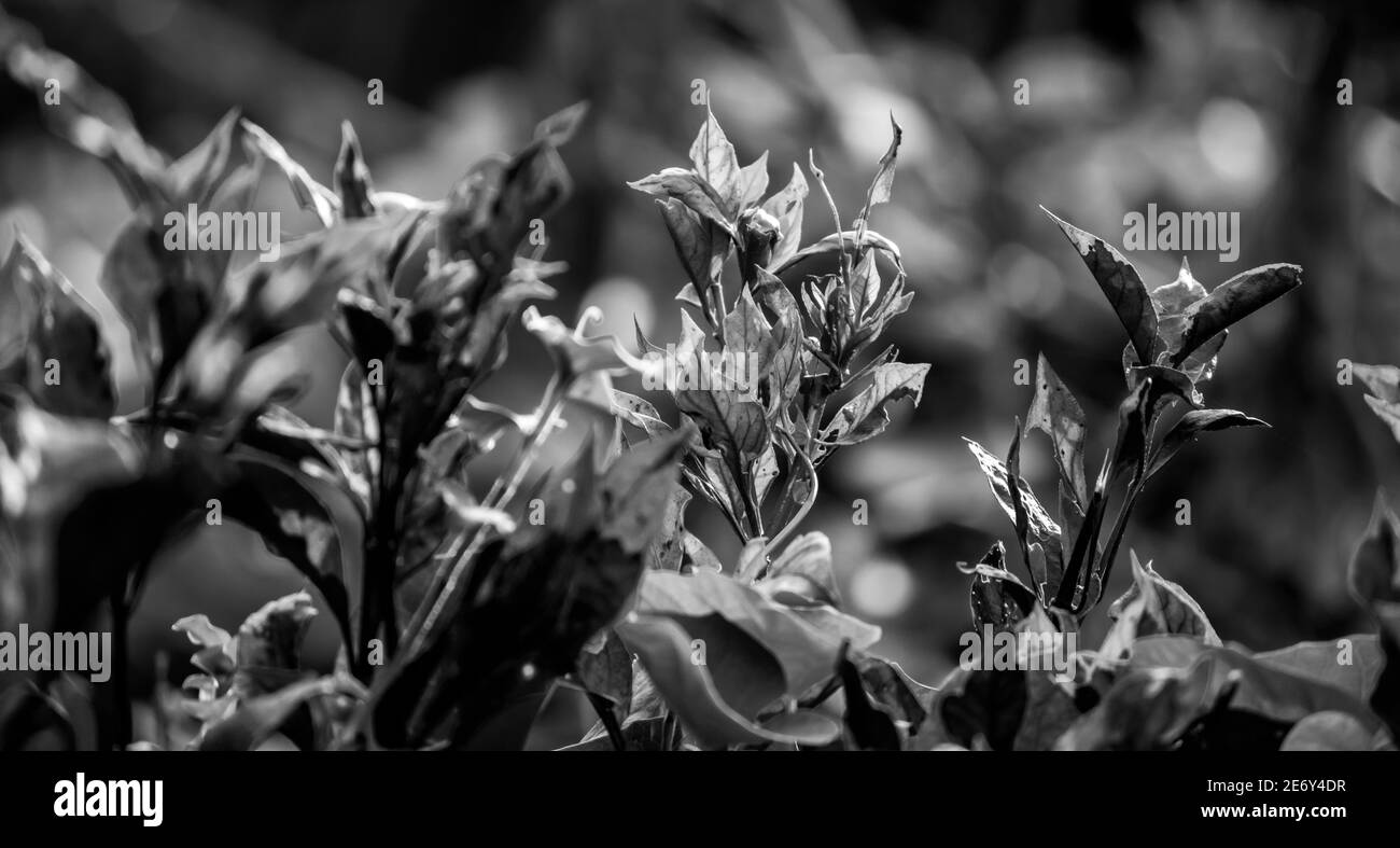 Reflecting leaves Black and White Stock Photos & Images - Alamy