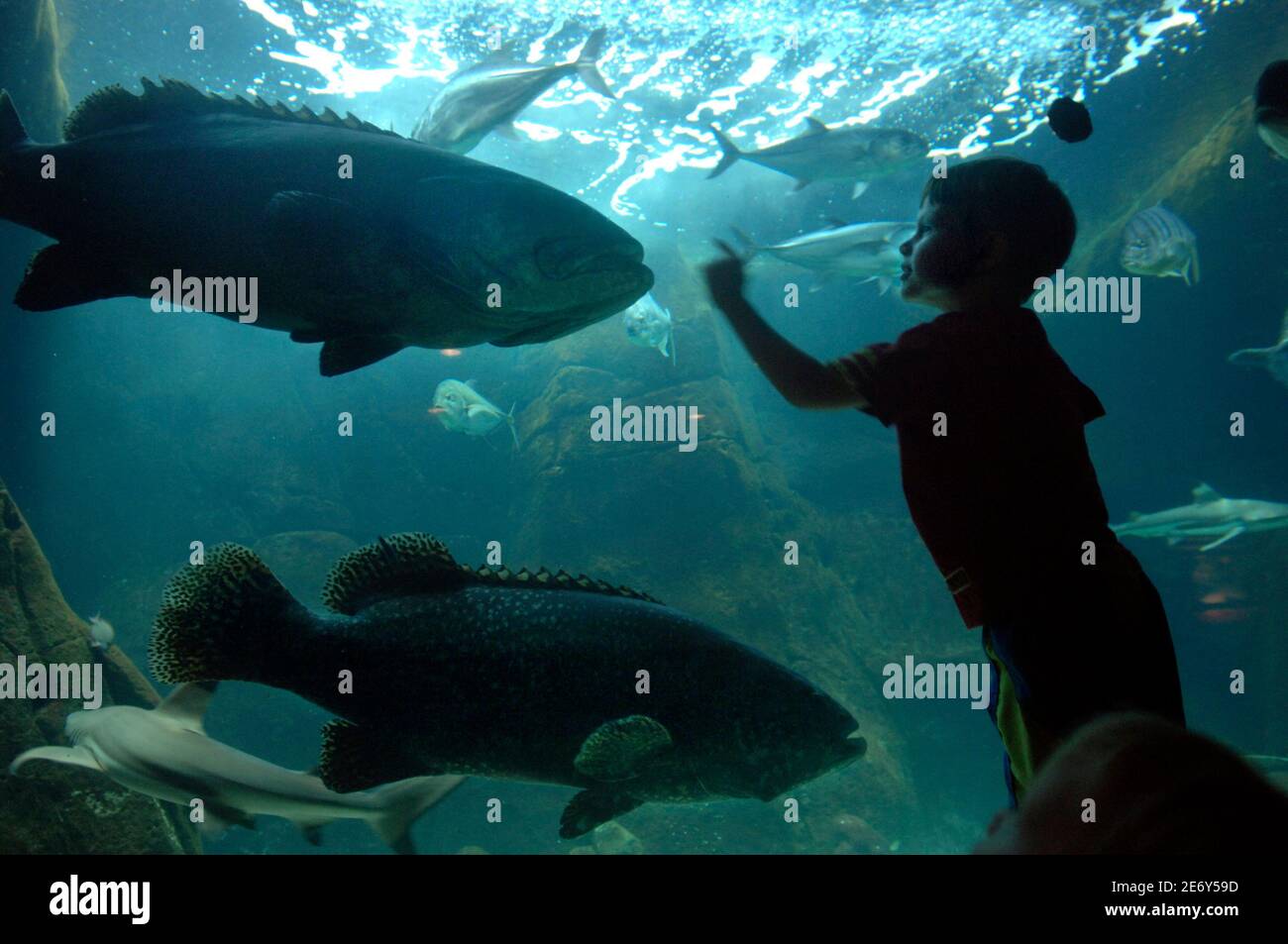 Honolulu waikiki aquarium hires stock photography and images Alamy