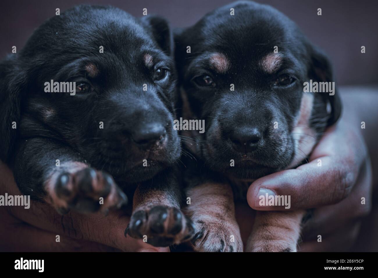 Can Sibling Puppies Live Together