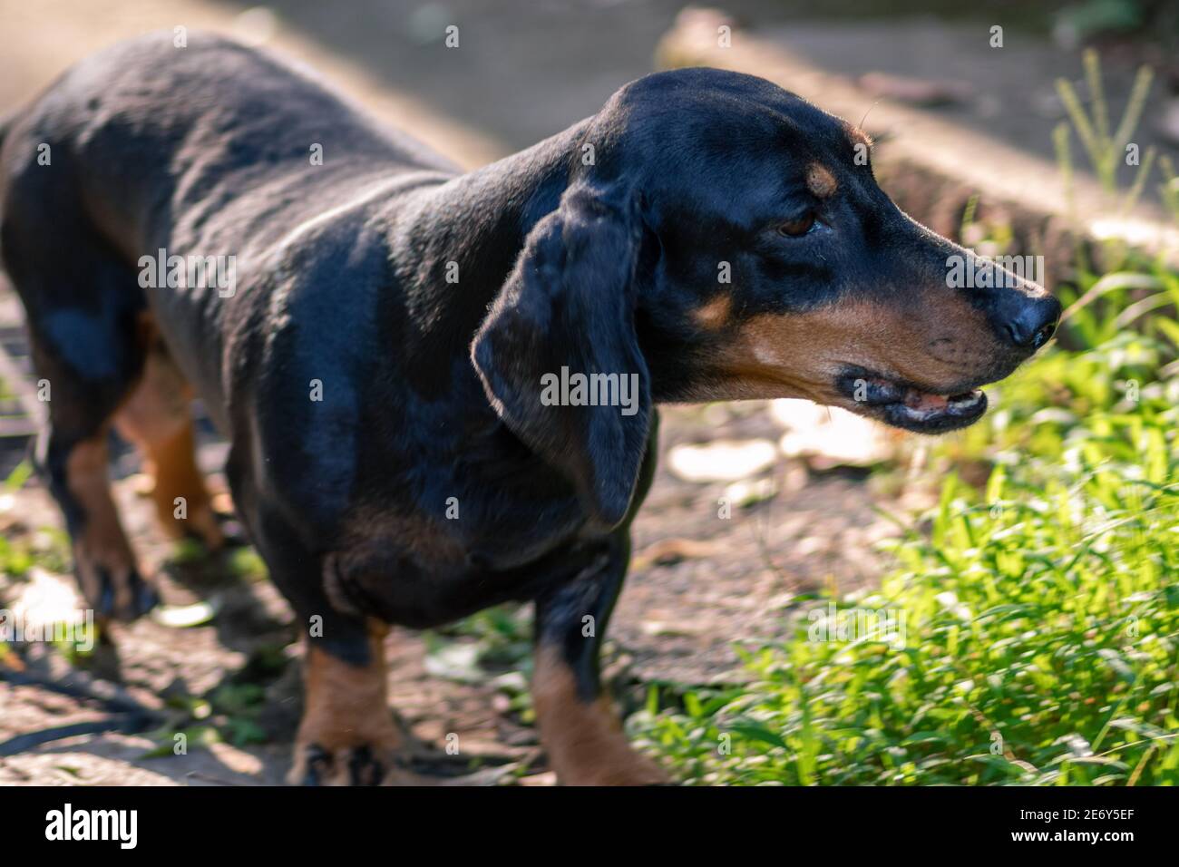 Are Dachshunds Protective