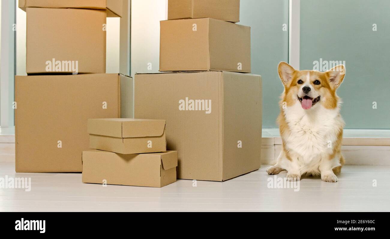A Cute Dog Sitting Near the Big Boxes. The Relief of Life by the Help of New Technologies With Online Shopping. A Quick Delivery. A Delivery of Orders Stock Photo Alamy