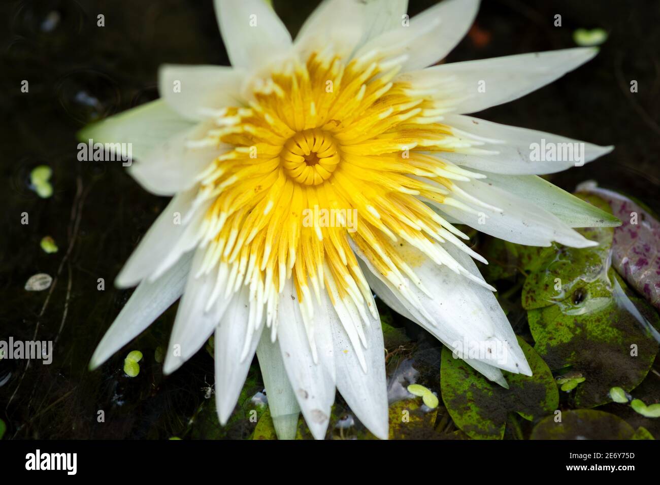 Nymphaea Daubenyana end of the life circle, fall to water surface after few days of blossom, beautiful water lily flower in a pond close up macro. Stock Photo