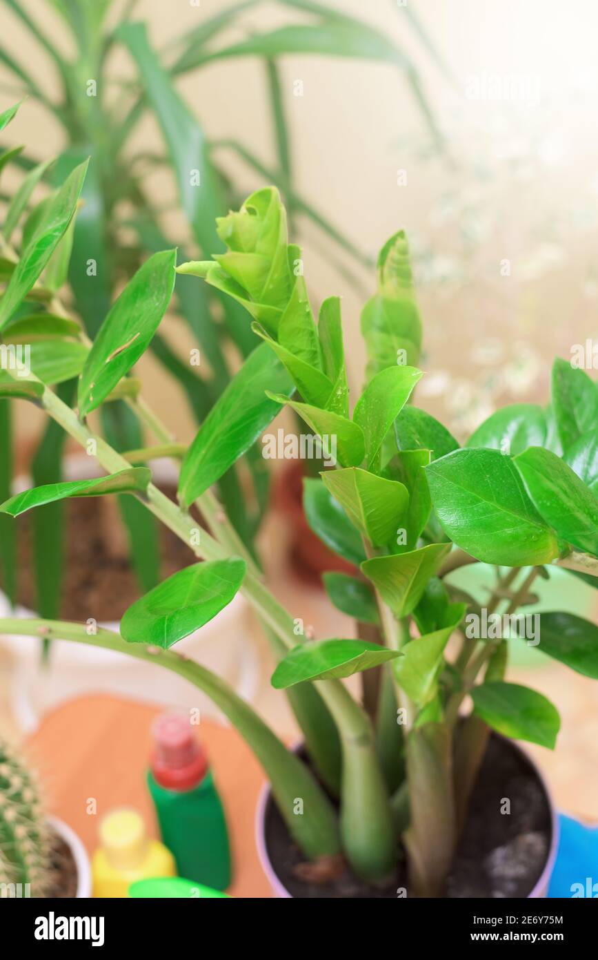 zamioculcas. home care for houseplants, spray home flowers with a spray