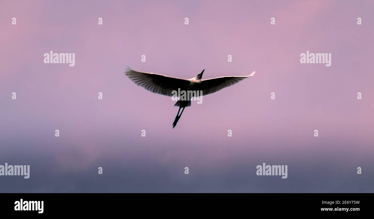 Egret flying over the dusky sky, showing birds full wings span, light-hitting, and glowing feathers. Stock Photo