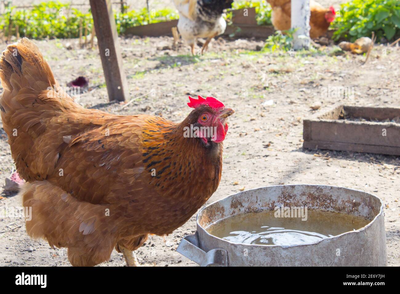 Chicken drinking water hires stock photography and images Alamy