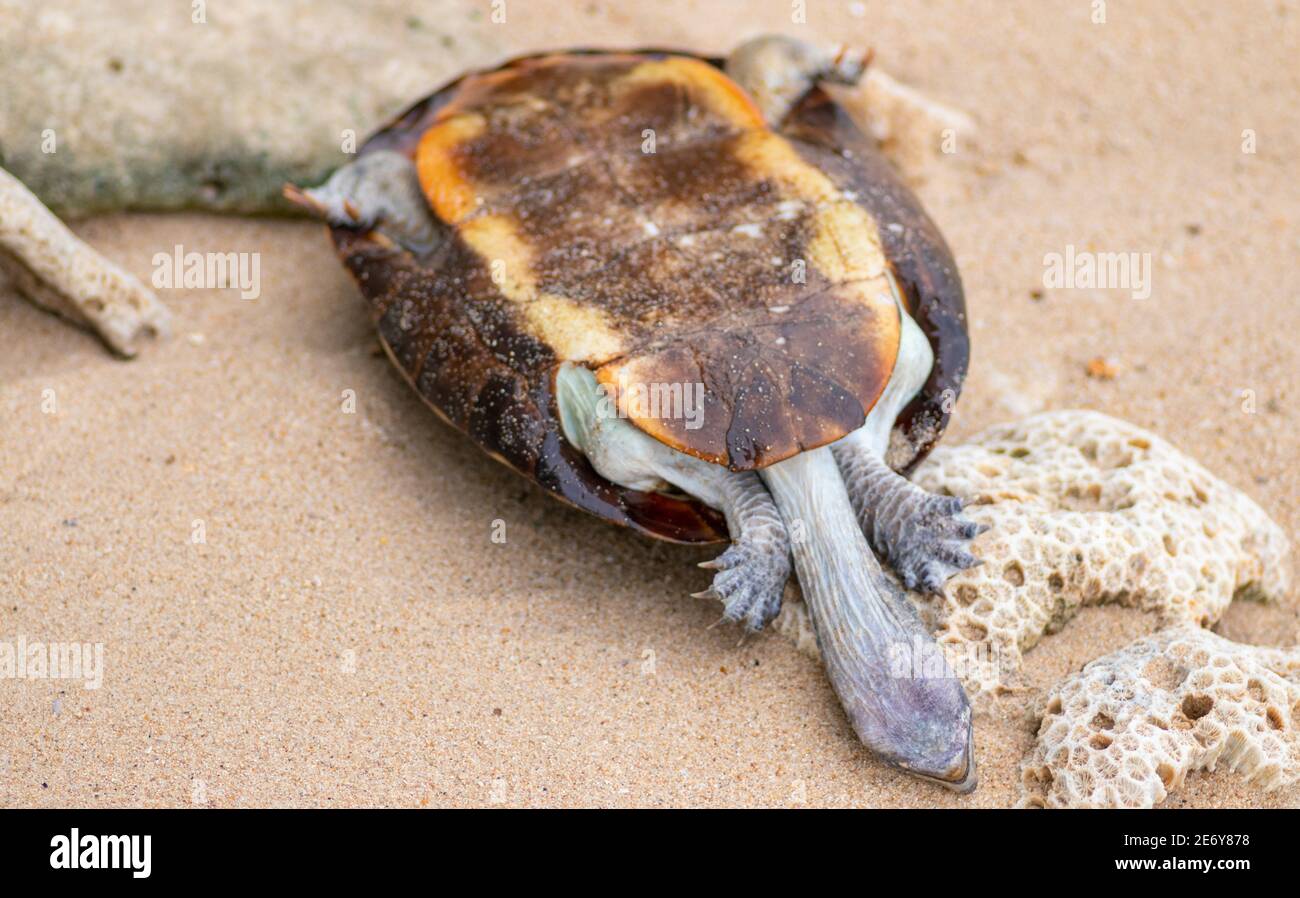 Dead shelled turtle corpse washed up in a beach upside down, land turtle drowned in seawater and ended up dead. Stock Photo