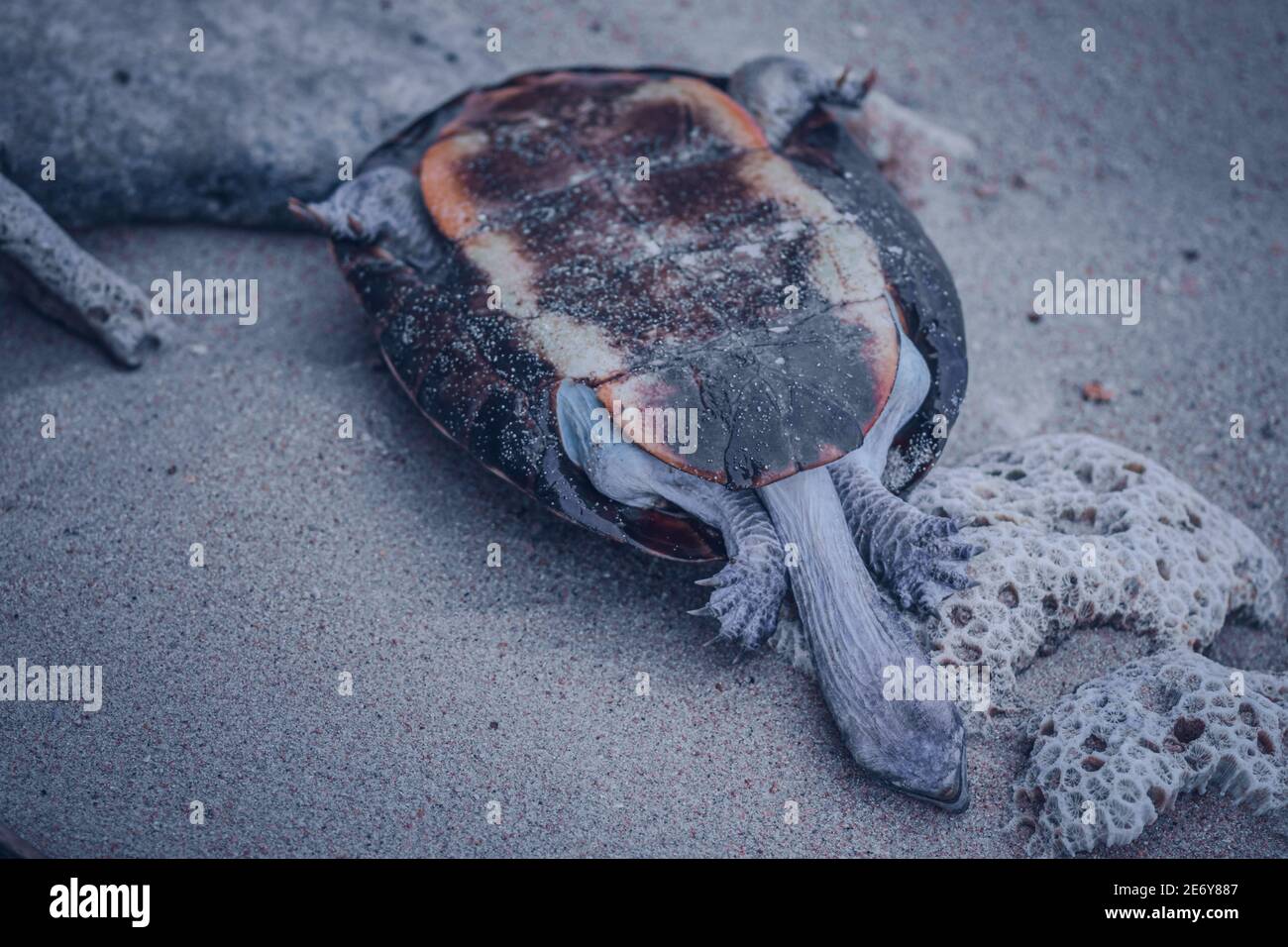 Dead shelled turtle corpse washed up in a beach upside down, land turtle drowned in seawater and ended up dead. Stock Photo