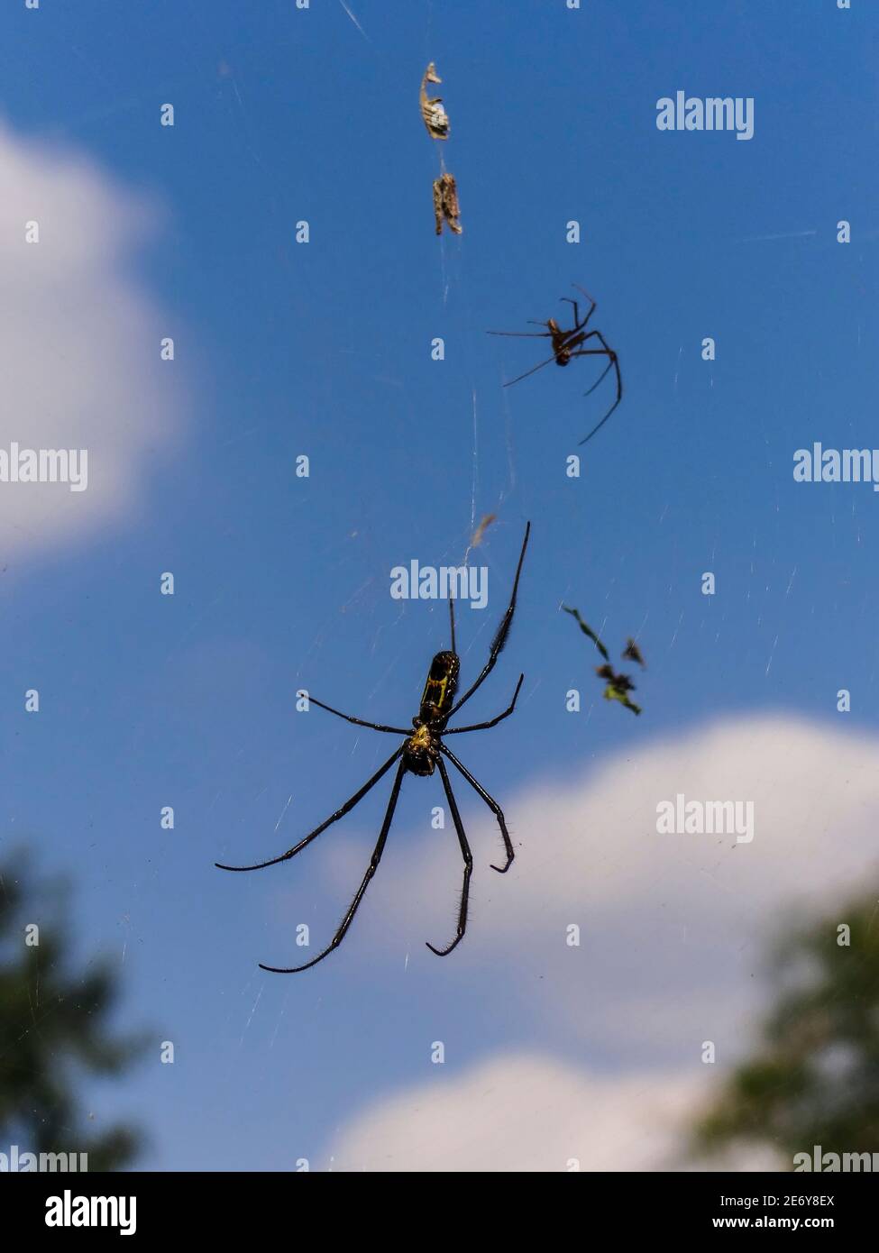 A spider waiting for its prey on its web in South Africa Stock Photo